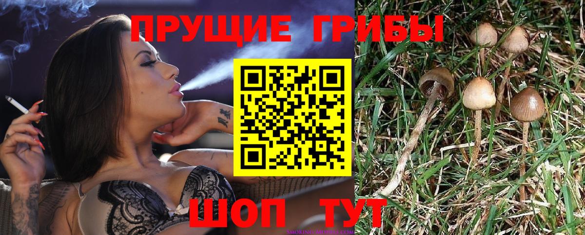 Тайшет  Галлюциногенные грибы MAGIC MUSHROOMS  Вход с VPN 